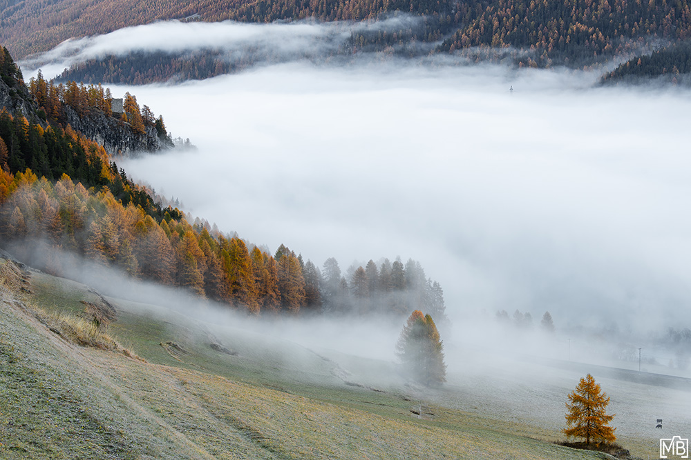 Lärchen Herbst Nebelstimmung Licht Sils Engadin Oberengadin Graubünden Schweiz